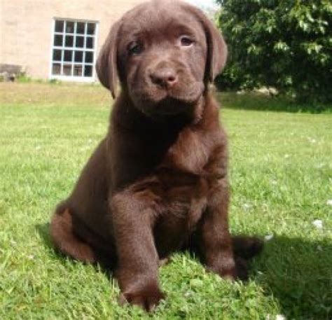 Our silver labrador puppies are bred as loving companions, with the outgoing, friendly personalities that have long made labs one of the most. Cute Looking Chocolate Labrador Retriever Puppies For Sale ...