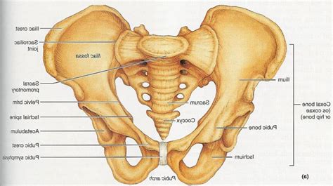 Find the perfect female pelvic anatomy stock photos and editorial news pictures from getty images. Pelvic Bone Anatomy Pelvic Bone Labeling Anatomy Human ...