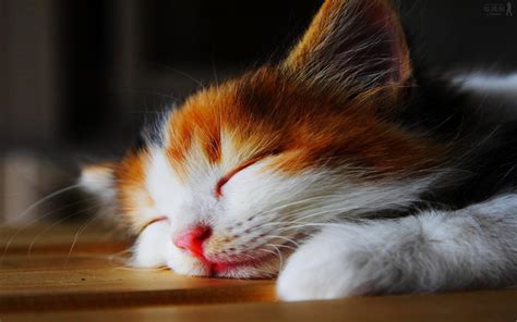 You can choose the cute cat wallpapers hd beautiful apk version that suits your phone, tablet, tv. Lovely Cat Wallpaper HD | PixelsTalk.Net