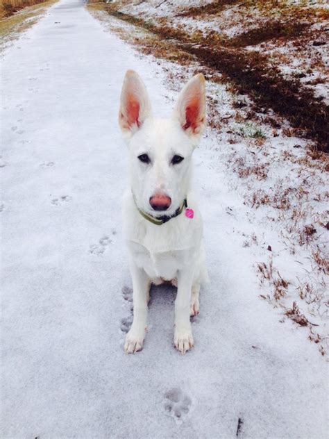 A unique combination of nature and nurture, science and love. Georgia, 8 month White German Sheppard | White german ...