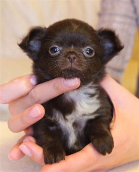 Tyler & vicki gerlach sales: Chihuahua Puppies For Sale | South Dakota 244, SD #232705