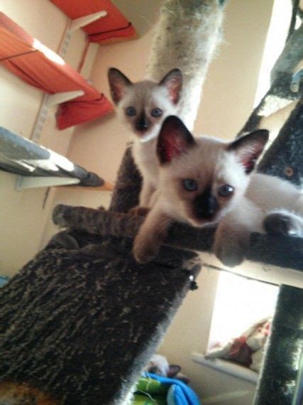 Buy from local sellers or find a home for your cats and kittens today. Siamese Cats For Sale | Oklahoma City, OK #186692