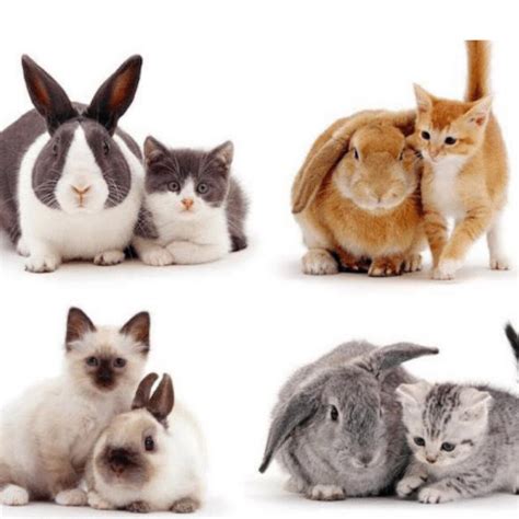 Bunnies and their matching kitties. : Eyebleach