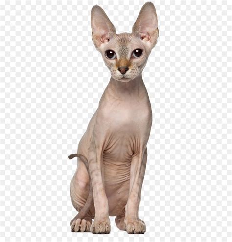 Free images are also available for download every week! Sphynx แมว, นุรักษ์ความเป็นสเปนเอา Shorthair, ลูกแมว png ...