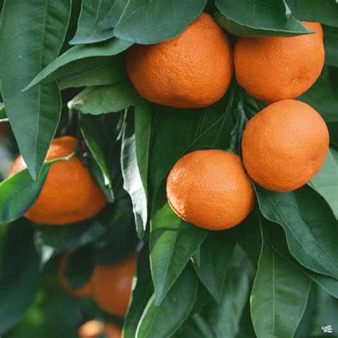 Mitoyo blood orange satsuma mandarin mandarin orange zentsuji, enoteca via salaria, mitoyo a clean city: Mandarin 'Owari Satsuma', Semi-Dwarf in 2020 | Satsuma ...