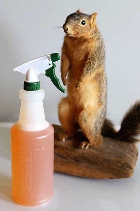 Prevent tree squirrels from tearing up your garden. Homemade Squirrel Repellent Recipe | Get rid of squirrels ...