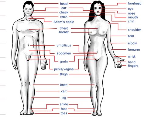 Human anatomy for muscle, reproductive, and skeleton. Human Body Parts Name in Hindi and English