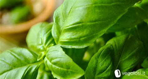 Maybe you would like to learn more about one of these? Basilico: usi in cucina, proprietà e ricette vegane ...