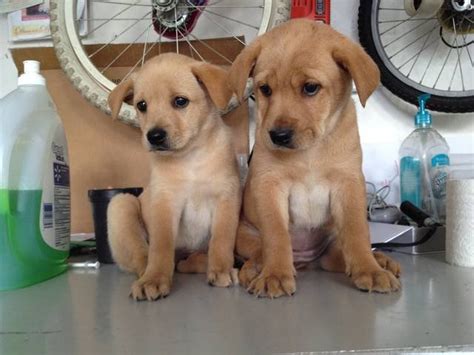 Mom poodle , dad labrador retriever absolutely gorgeous little girl, excellent with kids, very loving and playful! Labrador Retriever Rottweiler Puppies FOR SALE ADOPTION from Orlando Florida Orange @ Adpost.com ...