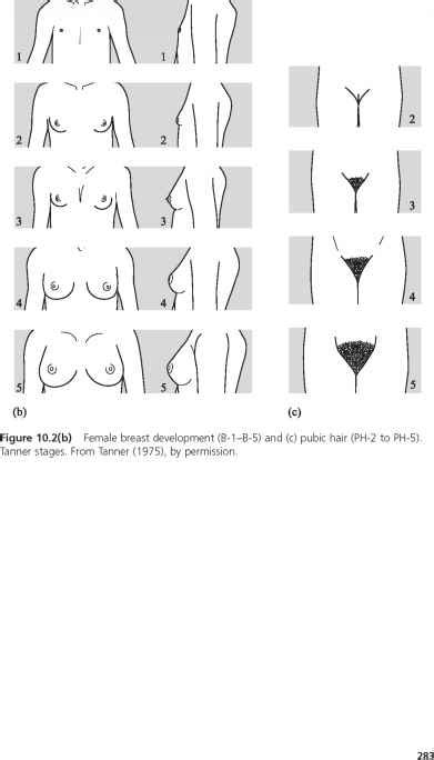 Hairs start to grow on penis and testicles. A - Head Circumference - GUWS Medical