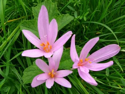 Die herbstzeitlose ist eine mehrjährige pflanze, wobei die überdauerungsorgane unter der erdoberfläche liegen (kryptophyt/geophyt). Herbstzeitlose | Haushalts- und Gartenlexikon
