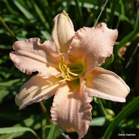 Check spelling or type a new query. STELLA'S RUFFLED FINGERS - Oakes Daylilies