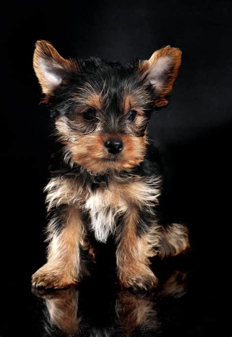 We did not find results for: How Much Do Teacup Yorkies Cost? | Your Dog Advisor