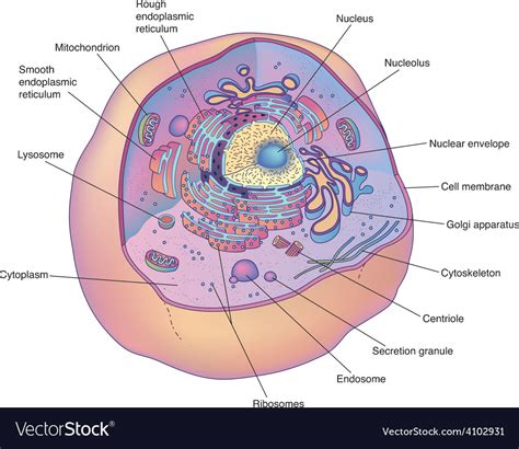 5th grade science and biology. Animal cell diagram Royalty Free Vector Image - VectorStock