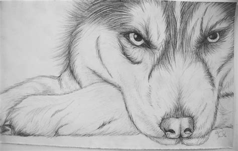 Maybe you would like to learn more about one of these? Siberian husky drawing pencil #AmazingPencilDrawings ...