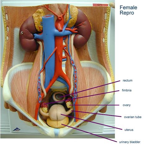 Examining the human torso model. Image result for urinary bladder and urethra lab model ...