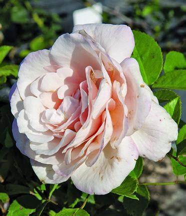 Charlynne arthur from tx wrote on january 16, 2016. Belinda's Blush — Antique Rose Emporium