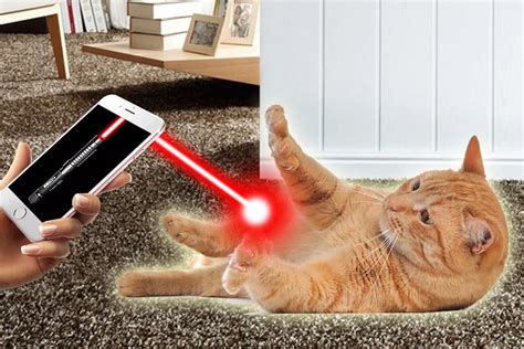 Можно ли играть лазером с кошкой и почему: все «за» и «против» — PipCat.ru