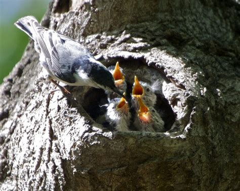 Females will build their nest on their own, lining a nest cavity with fur, bark, or dirt and then filling it will fine grass or other soft materials. White-Breasted Nuthatch | Coniferous Forest