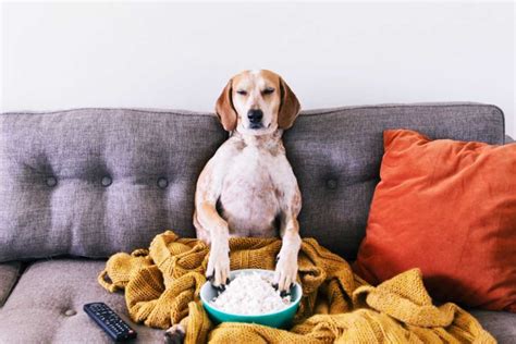 Dein hund leckt den boden ab und du fragst dich natürlich, warum er das so häufig macht. Darf mein Hund aufs Sofa oder besser nicht!? - UrbanDog