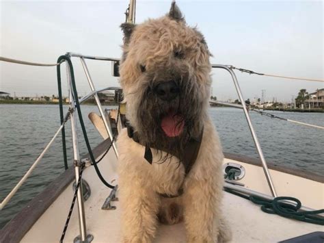 Today, the bouvier des flandres acts as a farm dog, family friend, protector, shepherd, and guide dog for the blind or hearing impaired. KLOZR Productions, Bouvier Des Flandres Stud in Dallas, Texas