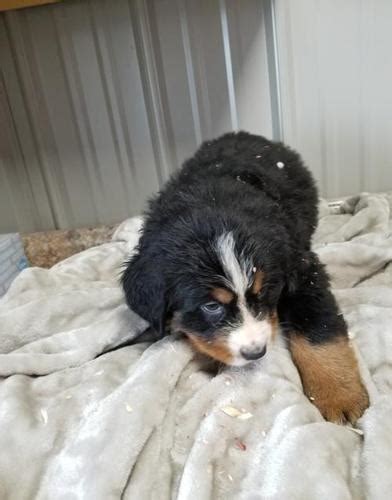 Welcome to dutch maid bernese. Bernese Mountain Dog Puppy for Sale - Adoption, Rescue for Sale in Clayton, Illinois Classified ...