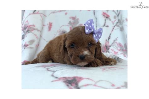 We did not find results for: Mini: Cavapoo puppy for sale near Lakeland, Florida ...
