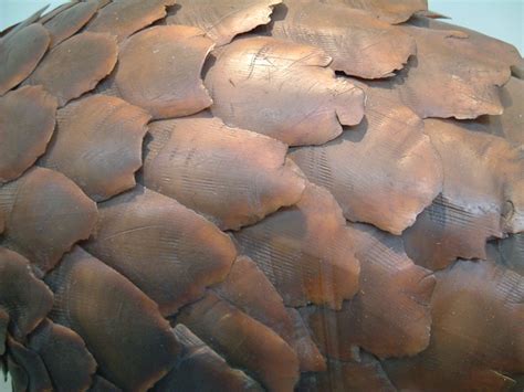 • a pangolin's scales make up about 20 percent of its weight. Do or die - deciding the pangolin's fate at CoP17 - Africa ...