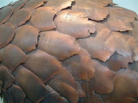 More than three tons of pangolin scales from africa were seized in asia during the first six months of 2014. Do or die - deciding the pangolin's fate at CoP17 - Africa ...