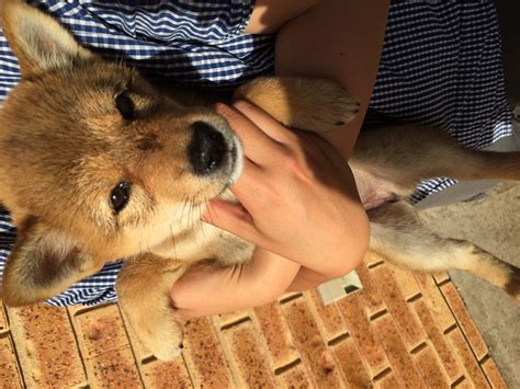 Backyard breeders will likely be banned, regardless of the intent for sale or not for sale. Shiba INU Puppy For Sale