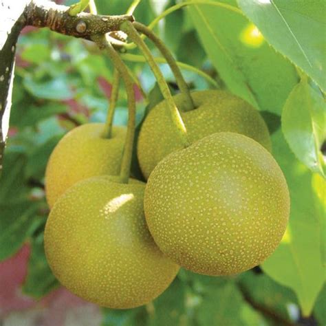 Asian pears are best pruned using the central leader method but an open center pruning form can be employed. Pear Trees — Sunnyside Nursery