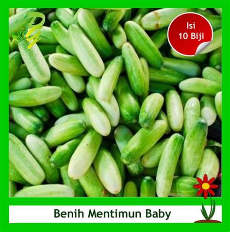 D mencurah garam ke laut 30 peribahasa kalau asal benih yang baik, jatuh ke laut menjadi pulau membawa maksud. Jual Benih Baby Cucumber-Mentimun Baby-Isi 10 Biji di ...