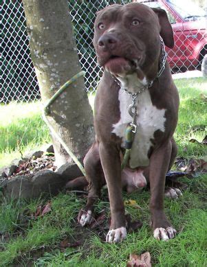 Check spelling or type a new query. tiger stripe pitbull in dallas