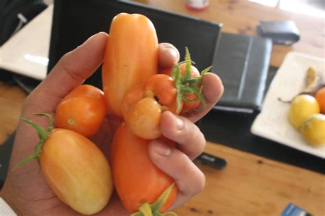 I'm hoping it's not a virus!! My deformed garden tomatoes | Tomato garden, Stuffed ...