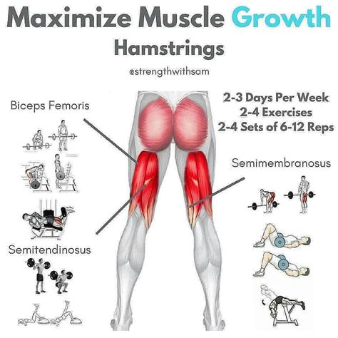 Likewise, if your glutes don't fire and contract during each stride, your hamstrings will take over this function, which. Glutes | Ejercicios para abdomen hombres, Ejercicios ...