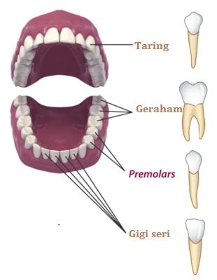 Semua jenis gigi memiliki susunan anatomi gigi yang sama. Struktur dan Bagian Mulut Manusia - Info Pendidikan dan ...