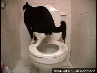 They play, jump, hunt and do a lot of funny things. Popular Cat First Pooping Then Falling Into Toilet - Fall ...