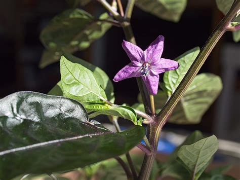 A beautiful looking plant that gets its name from the colours, purple, yellow, orange through to red. Bolivian Rainbow kukkii