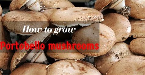 You need a deep, plastic tray which has a lid or cover to block out the light. Amazing Tips How To Grow Portobello Mushrooms (With images ...