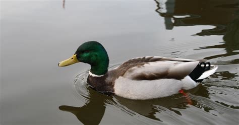 Badeente, ein spielzeug, siehe quietscheentchen. Schwimmende Ente | Wallpaper | Galerie | MacTechNews.de