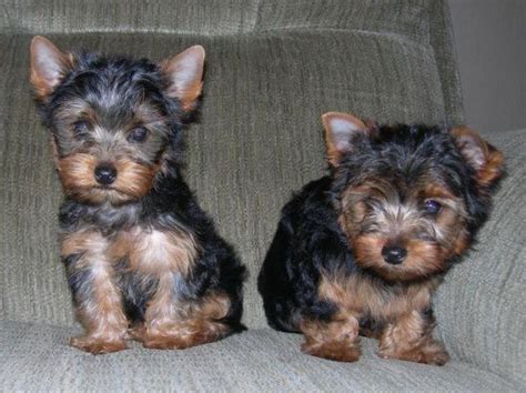 Yorkie puppies for sale, we carry variety breed from toy to large breeds here. AKC Teacup yorkie puppies for Sale in Sacramento ...