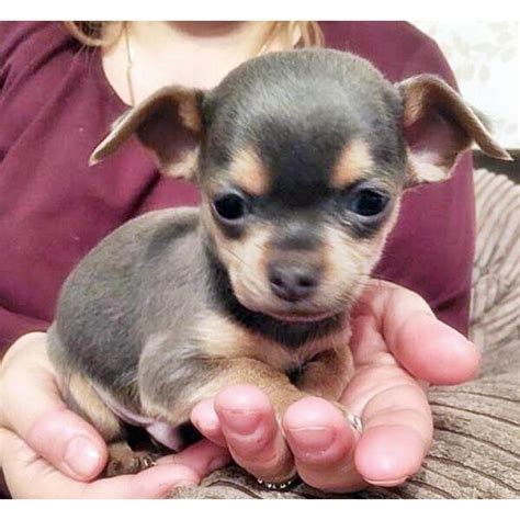 We have a wide selection of teacup puppy dogs for adoption, including teacup pomeranians, teacup poodles. micro teacup chihuahua puppies for sale in california in ...