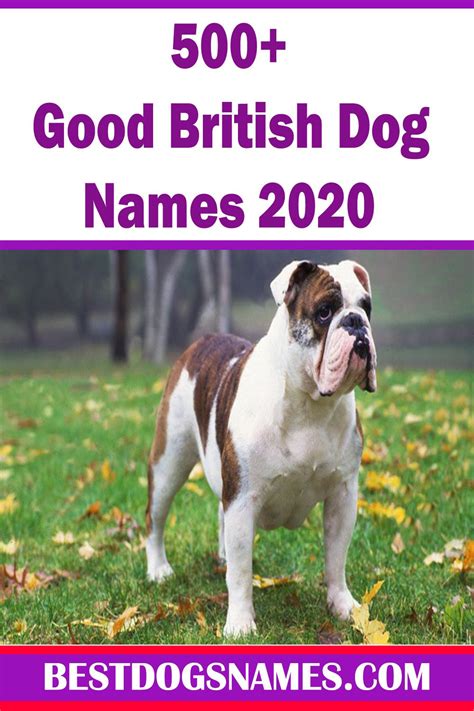 If you are looking for celebrity or famous dogs names like beethoven the saint bernard from the beethoven movies or you need to search our list of male or female dog names, keep looking! Good British Dog Names in 2020 | Best dog names, Female ...