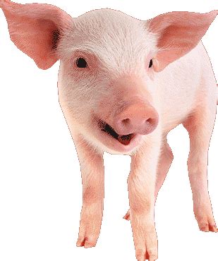 The 2021 yearly forecast is in: Chinese Horoscope 2021 Pig, free Chinese New Year ...