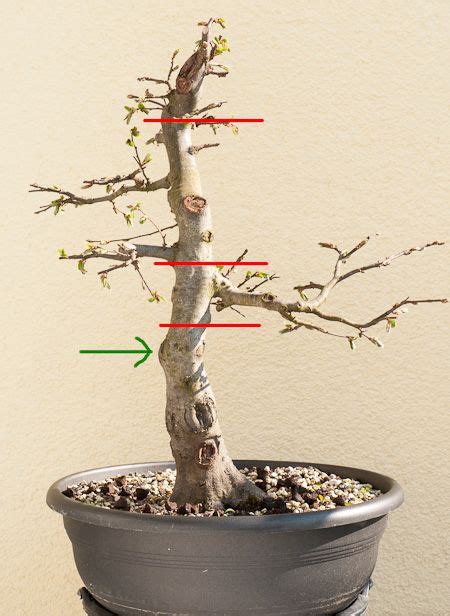Liguster und andere unempfindliche heckenpflanzen wer im sommer seine hecke schneiden möchte, kann ende juni damit beginnen. Wann man einen Bonsai am Stamm schneidet oder sägt ...