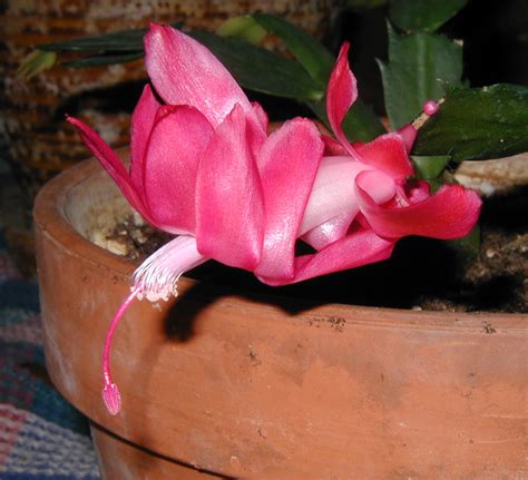 How do you get christmas cactus to bloom? Christmas Cactus Blooms Like It Cool