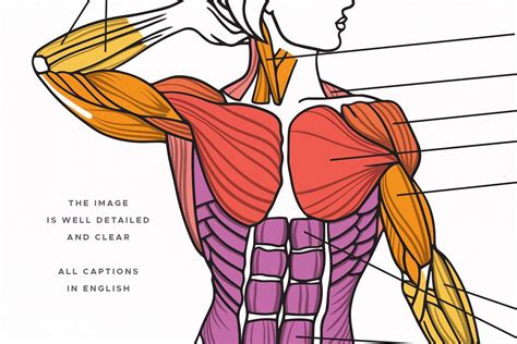 This is a list of muscles tested on in the muscular system portion of. Muscles Of The Human Body | Human body, Human body muscles ...