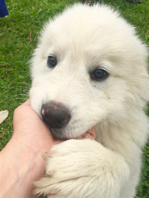 The jaws are strong with a scissors bite. Maremma Sheepdog Puppies: Cuteness Overload! — Brooklyn DoubleWide