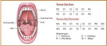 Sedangkan gigi geligi manusia termasuk jenis heterodontal, karena memiliki gigi geligi dengan berbagai bentuk dan fungsi. Jenis Gigi Dan Struktur Gigi Pada Manusia | Sehat dan ...