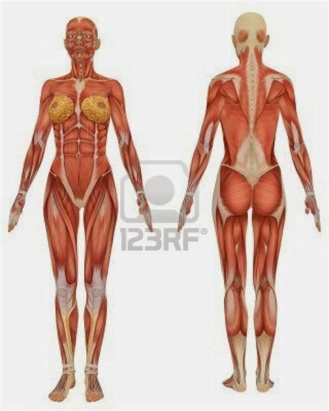 Since learning anatomy is not your primary objective, this is a conceptual view of the the muscles in your upper back are called the trapezius and rhomboids rest underneath your traps. Observational Drawing: Muscle Drawing: Reference Images